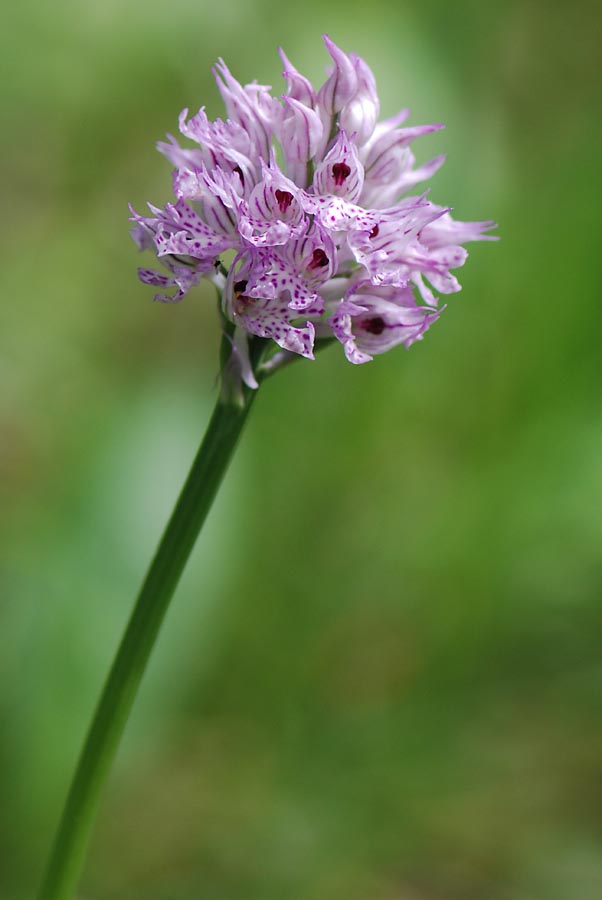 Neotinea tridentata